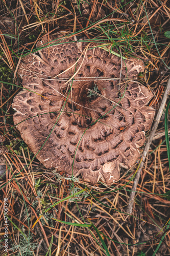 Sarcodon imbricatus, commonly known as the shingled hedgehog or scaly hedgehog, is a species of tooth fungus in the order Thelephorales photo