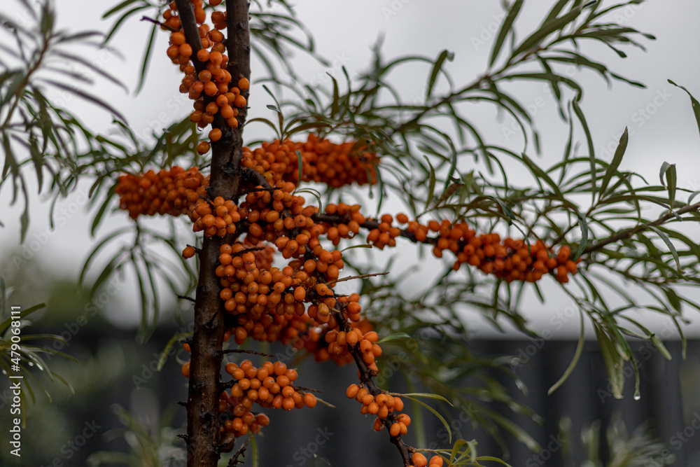 Hippophae is the genus of sea buckthorns, deciduous shrubs in the family Elaeagnaceae Hippophae is the genus of sea buckthorns, deciduous shrubs in the family Elaeagnaceae