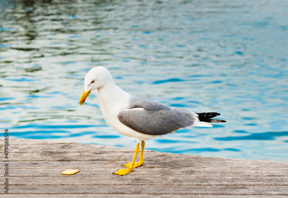 Seagull on a pier close to the water looking down on a biscuit, in sunny summer day Seagull on a pier close to the water looking down on a biscuit, in sunny summer day
