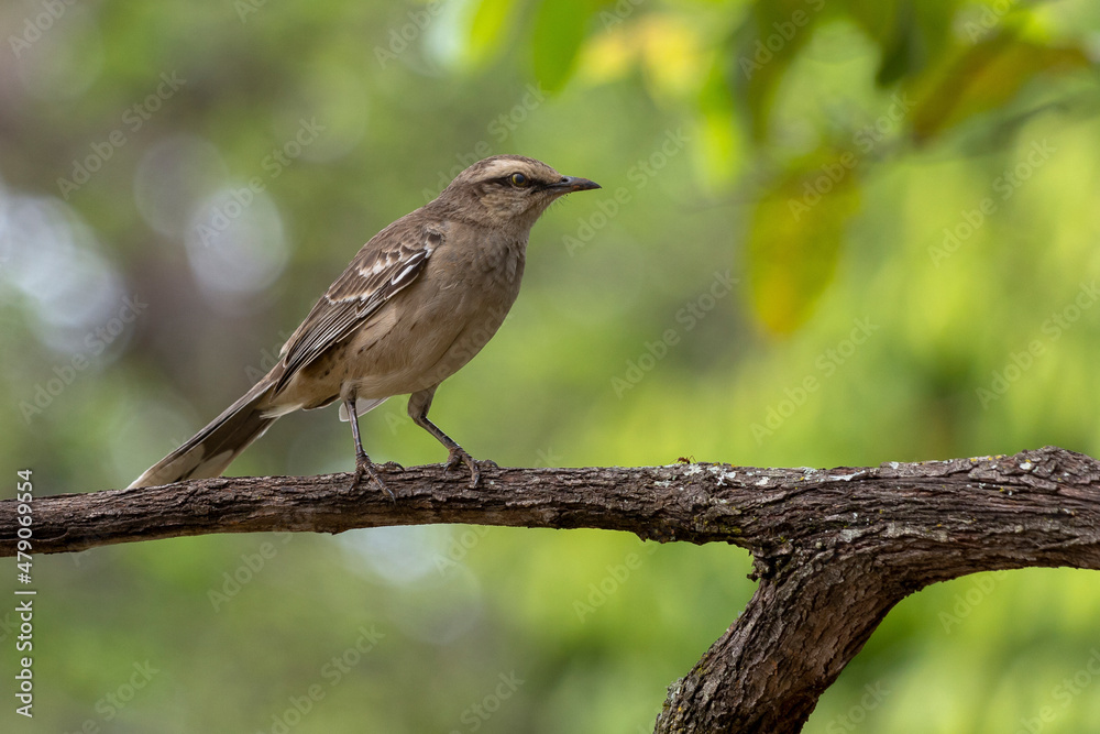The chalk-browed mockingbird or The chalk-browed mockingbird or