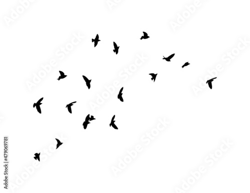 A flock of flying birds. Free birds. Vector illustration Fototapete