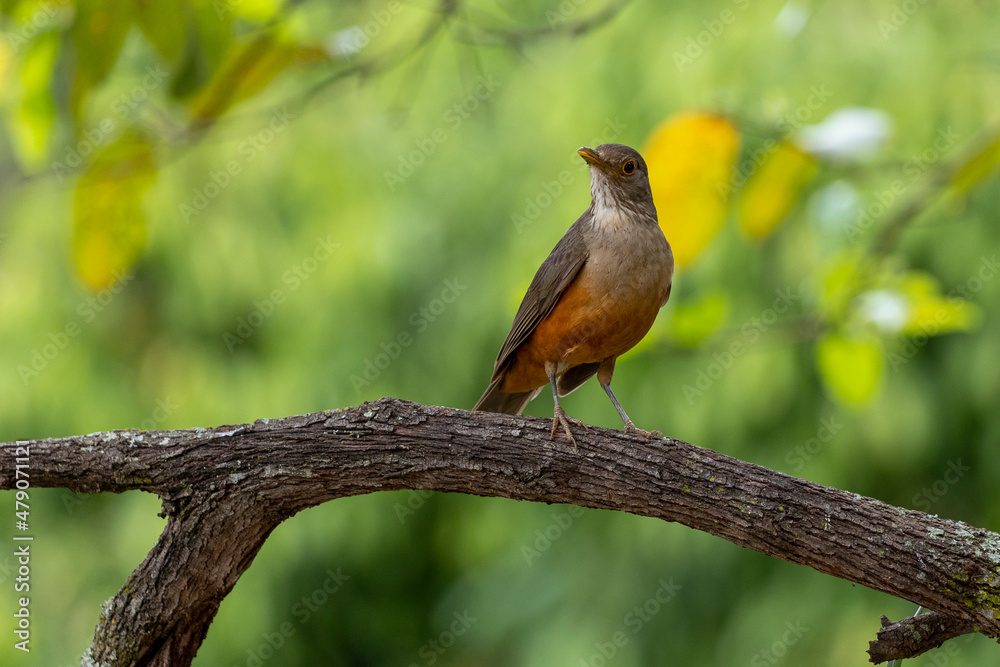 The Rufous-bellied Thrush also know as Sabia-laranjeira perched on a branch. It is the symbol bird of Brazil. Birdwatching. Bird lover. Birding. Species Turdus rufiventris The Rufous-bellied Thrush also know as Sabia-laranjeira perched on a branch. It is the symbol bird of Brazil. Birdwatching. Bird lover. Birding. Species Turdus rufiventris