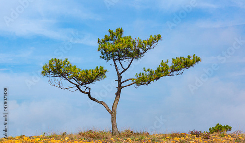 Tree pine isolated, lonely green pine tree bonsai in the field on a blue sky