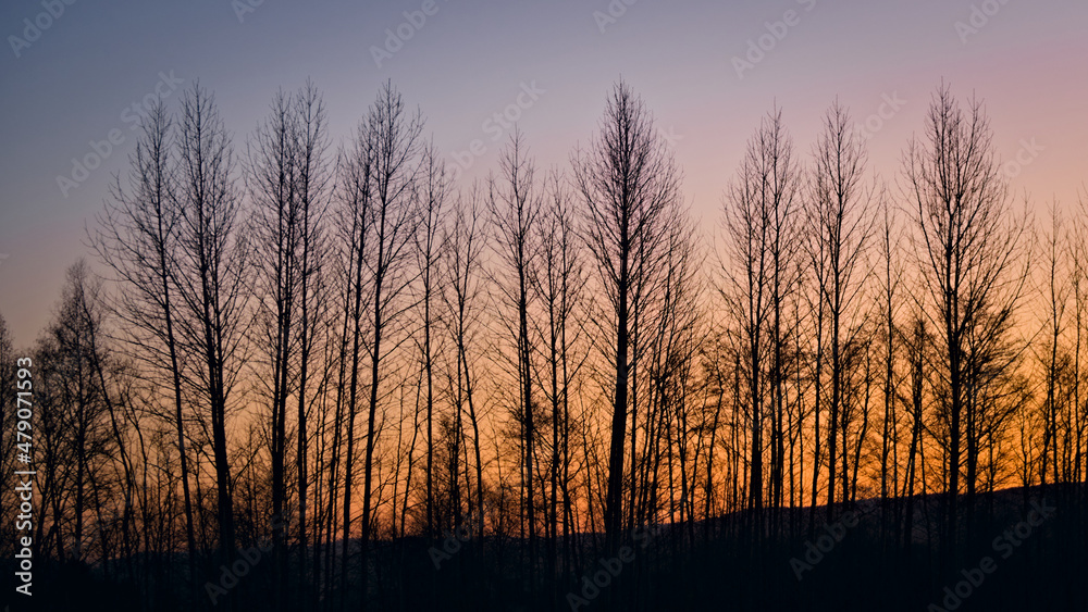 A forest of trees with a sunset in the background