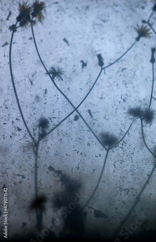Plants In Dirty Basement Window - 3