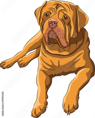 Large dogue de bordeaux isolated on white background.