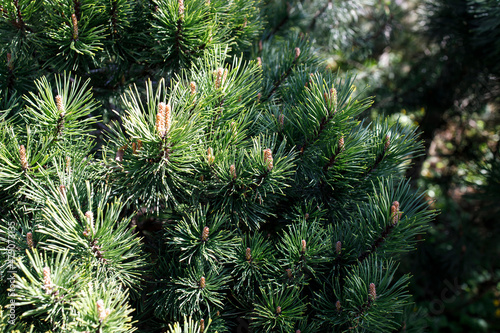 Young shoots of pine in sunny weather in the botanical garden