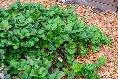 Strawberry plants growing in a raised planter bed in a kitchen garden, surrounded by wood chips
