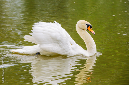 White swan swims in the city pond