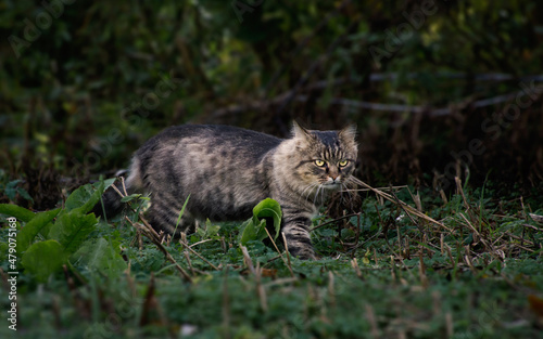 street wild cat photo