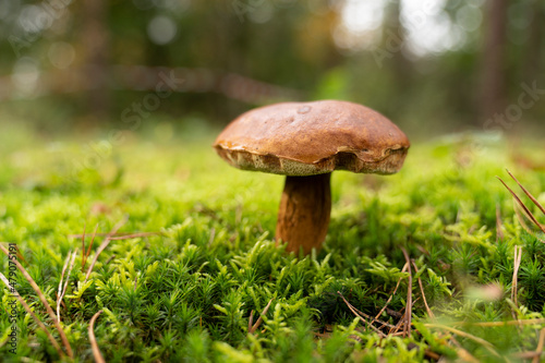 Chestnut Cep or King boletus - Xerocomus badius - on moss in a forest with bokeh in the background