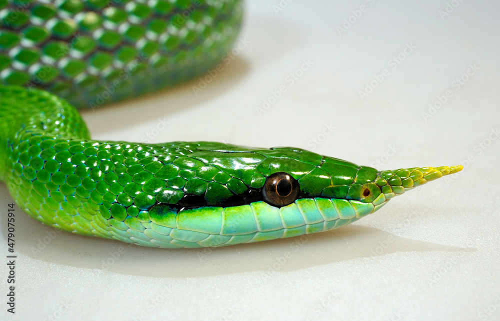 Fototapeta premium Spitznasennatter // Rhinoceros ratsnake (Gonyosoma boulengeri)