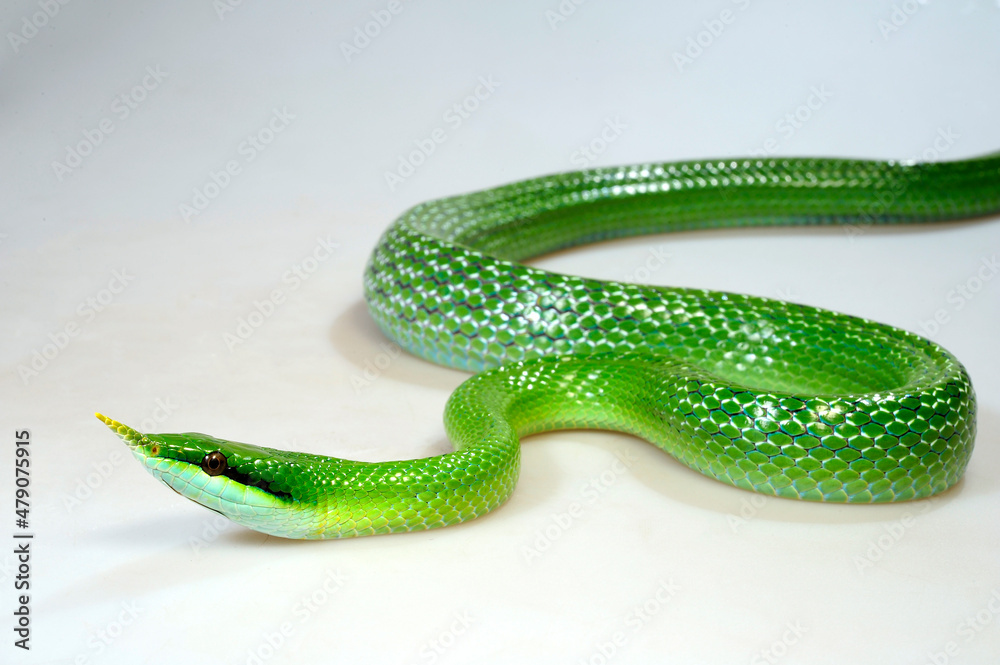 Obraz premium Rhinoceros ratsnake // Spitznasennatter (Gonyosoma boulengeri)