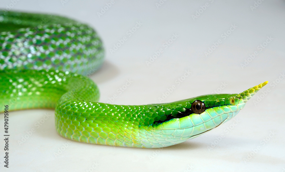 Spitznasennatter // Rhinoceros ratsnake (Gonyosoma boulengeri) Spitznasennatter // Rhinoceros ratsnake (Gonyosoma boulengeri)