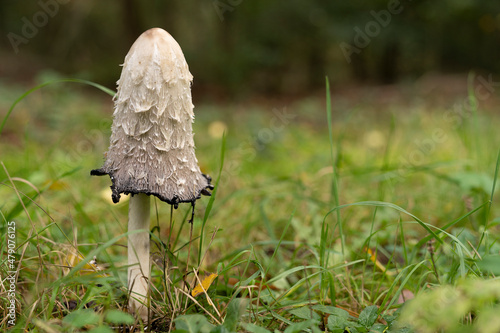 Shaggy ink mushroom - Coprinus Comatus  - associated with history of Second World War used as authenticity of documents