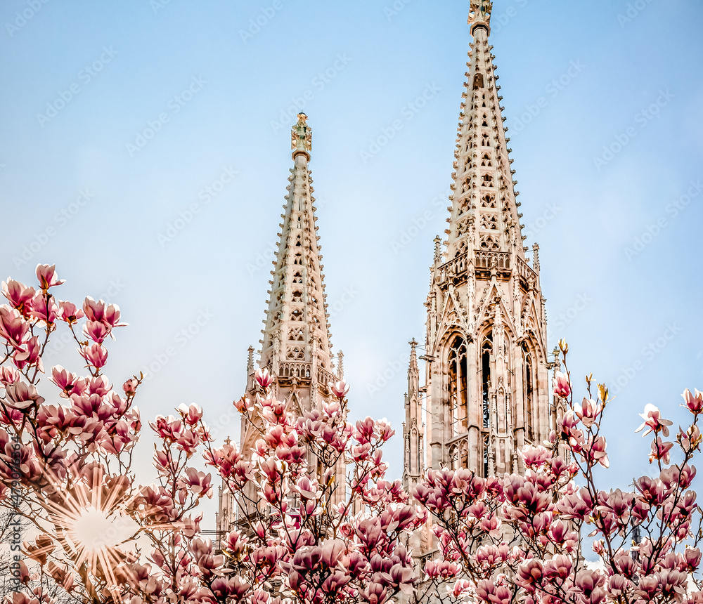Vienna, Austria: Votiv church towers with pink magnolia blossom