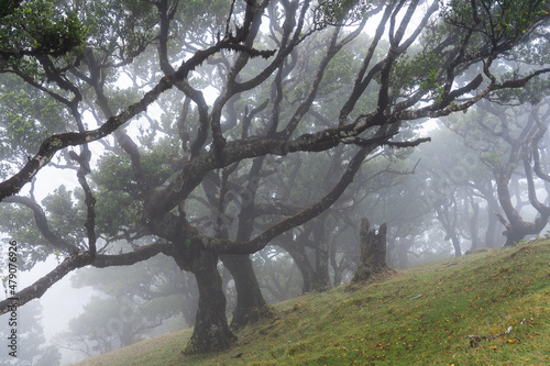 View at Mystical Fanal laurisilva forest at Madeira island
