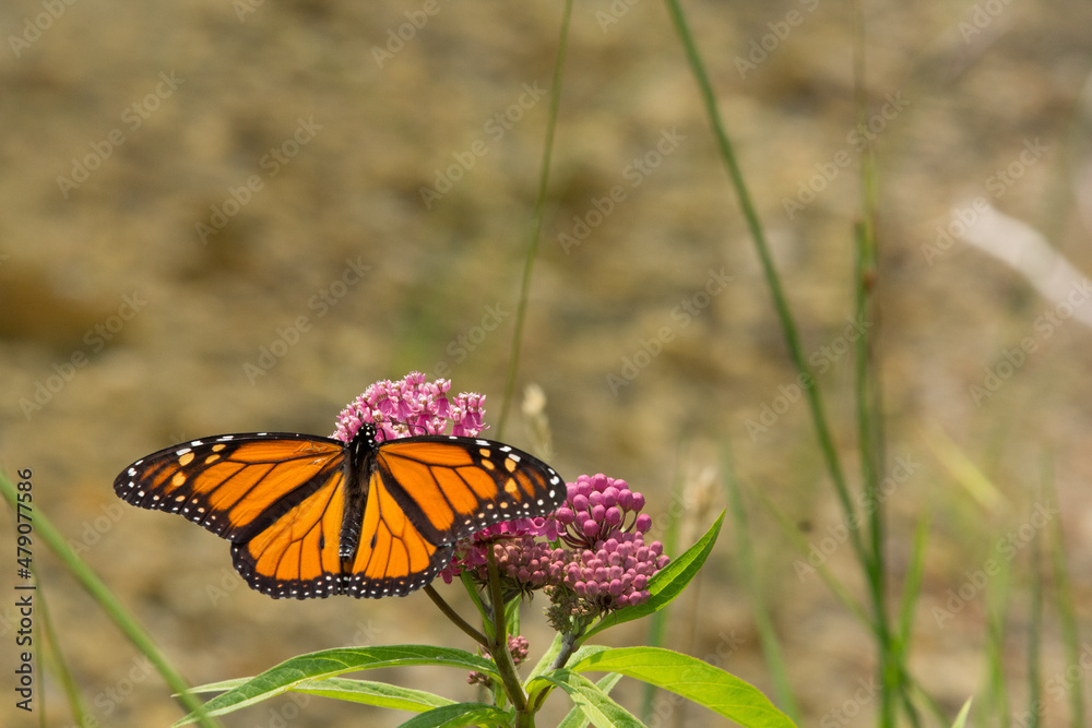 Fototapeta premium Monarch Butterfly on a flower