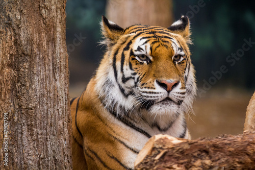 Amur Tiger © Michael