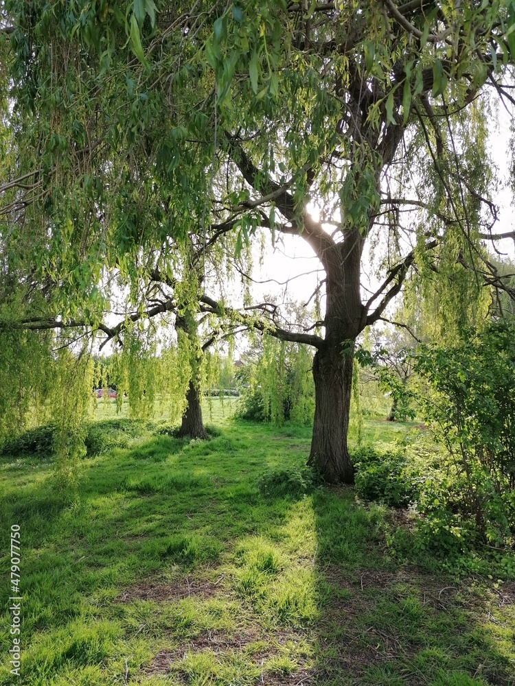 Fototapeta premium path in the woods