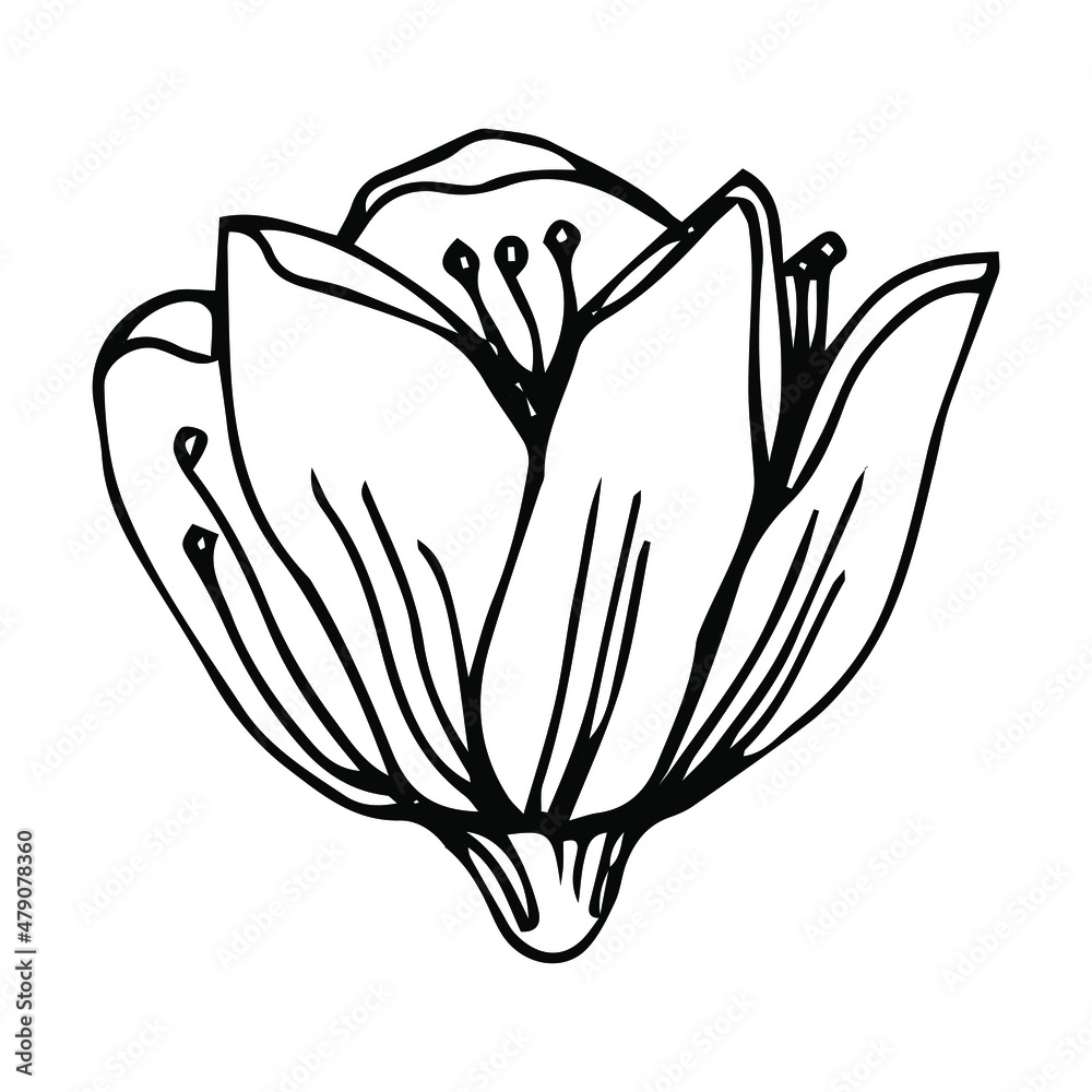 Sakura flower doodle icon. Back line isolated on white. One line contour floral drawing.Vector illustration Sakura flower doodle icon. Back line isolated on white. One line contour floral drawing.Vector illustration