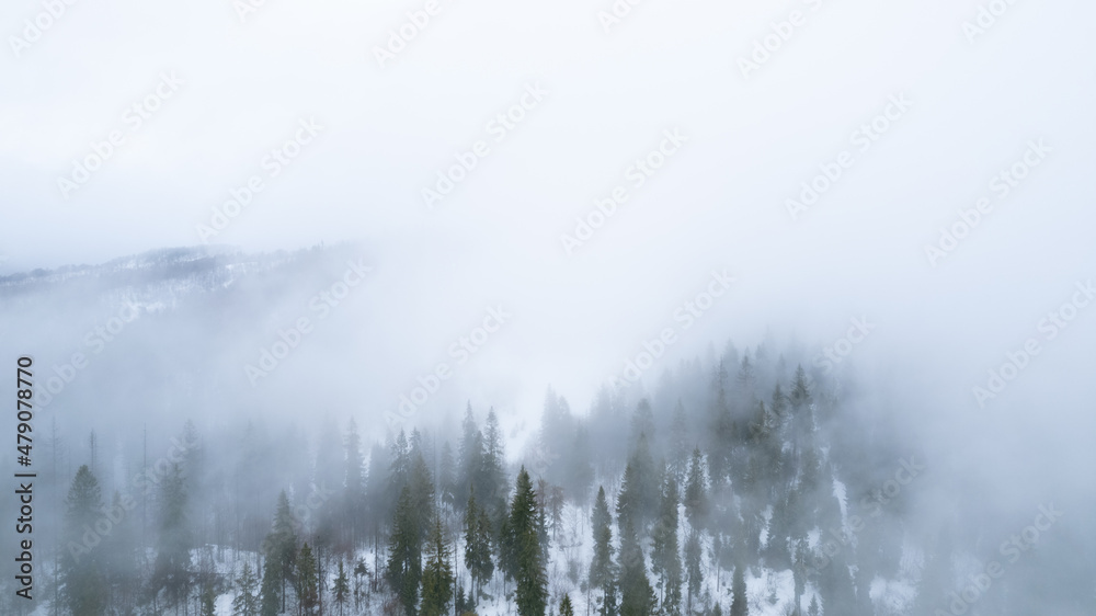 The pine forest in mountains in the morning is very foggy. Copy space for text. Winter season