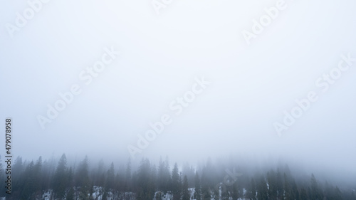 Fototapeta Naklejka Na Ścianę i Meble -  The pine forest in mountains in the morning is very foggy. Copy space for text. Winter season