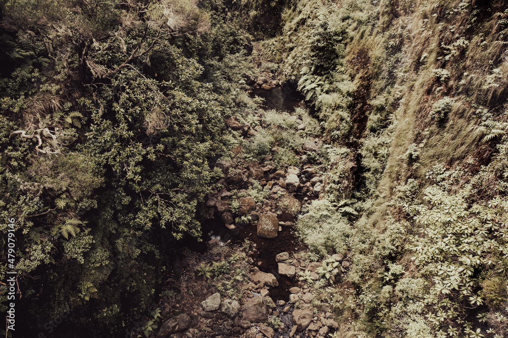 Beautiful scenery of a mossy forest and rocks over river bed. Beautiful scenery of a mossy forest and rocks over river bed.