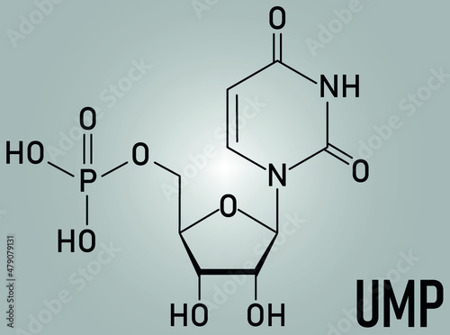 Uridine monophosphate or UMP, uridylic acid, nucleotide molecule. Building block of RNA. Skeletal formula.