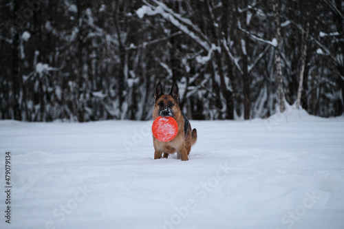 Sports with dog outside. Flying saucer toy. Agile and energetic. Black and red German Shepherd stands in snow against background of winter forest and holds orange disk in teeth.