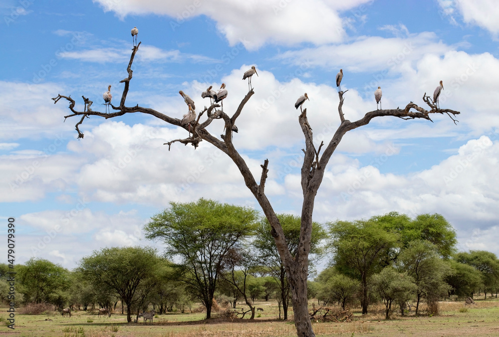 Flock of African storks on the branches of a dried tree in the savannah during a safari in Tarangire National Park in Tanzania Flock of African storks on the branches of a dried tree in the savannah during a safari in Tarangire National Park in Tanzania