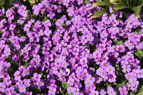 top view at a big group aubretia cascade purple flowers, that are blooming in the flower garden photo