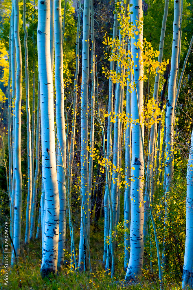 Early morning blue sky and a warm sunrise illuminate the fall Aspen Trees in Vail Colorado. Early morning blue sky and a warm sunrise illuminate the fall Aspen Trees in Vail Colorado.