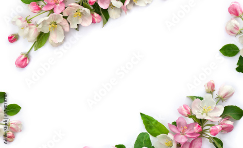 Frame of flowers apple tree, pink and white blossom on a white background with space for text. Top view, flat lay