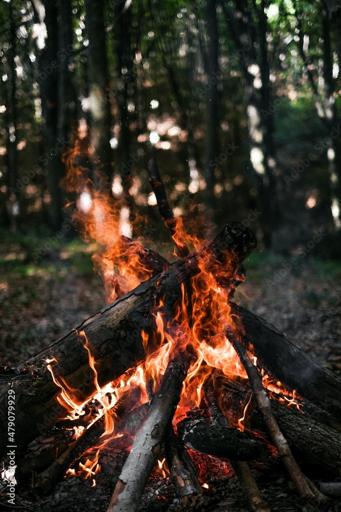 campfire in the forest campfire in the forest