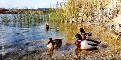 Lake Mladost - Veles photo