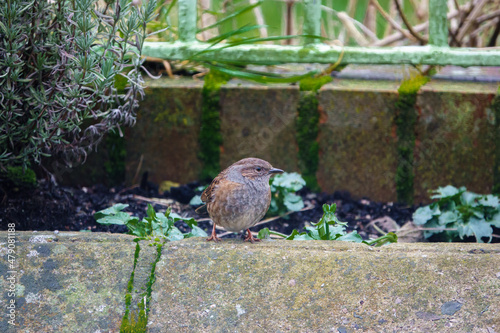 close up of a Dunnock Dunnet (Prunella modularis) on the lookout for food below the wall 