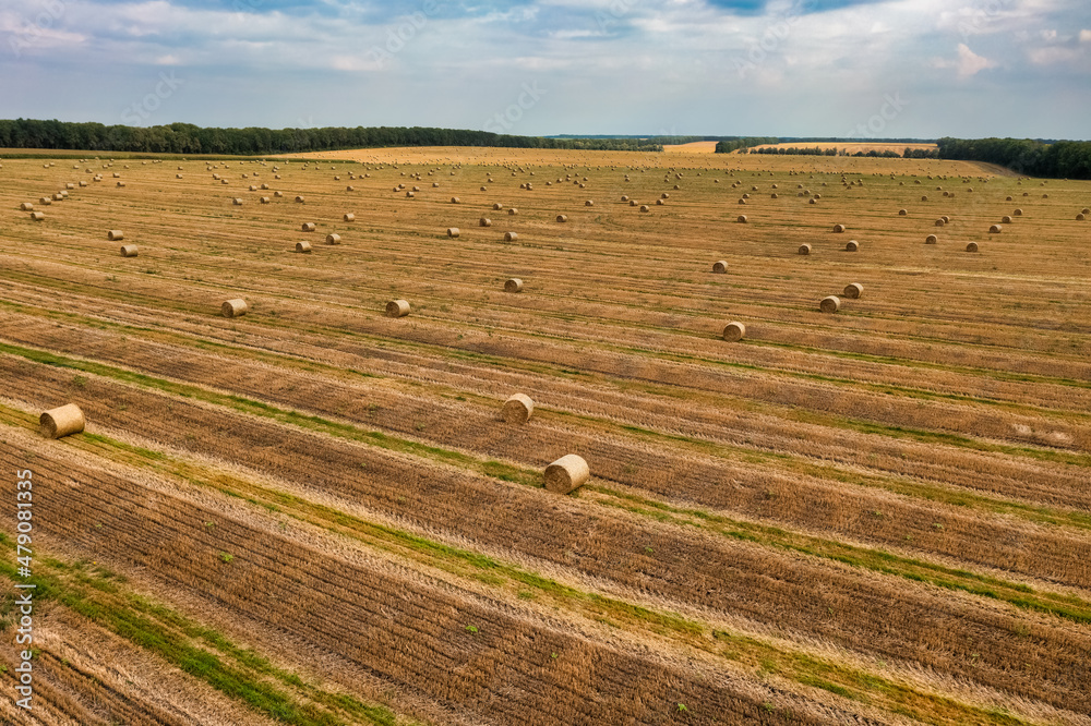 Round bales of hay in the field, harvesting forage for the winter, aerial view, from a drone