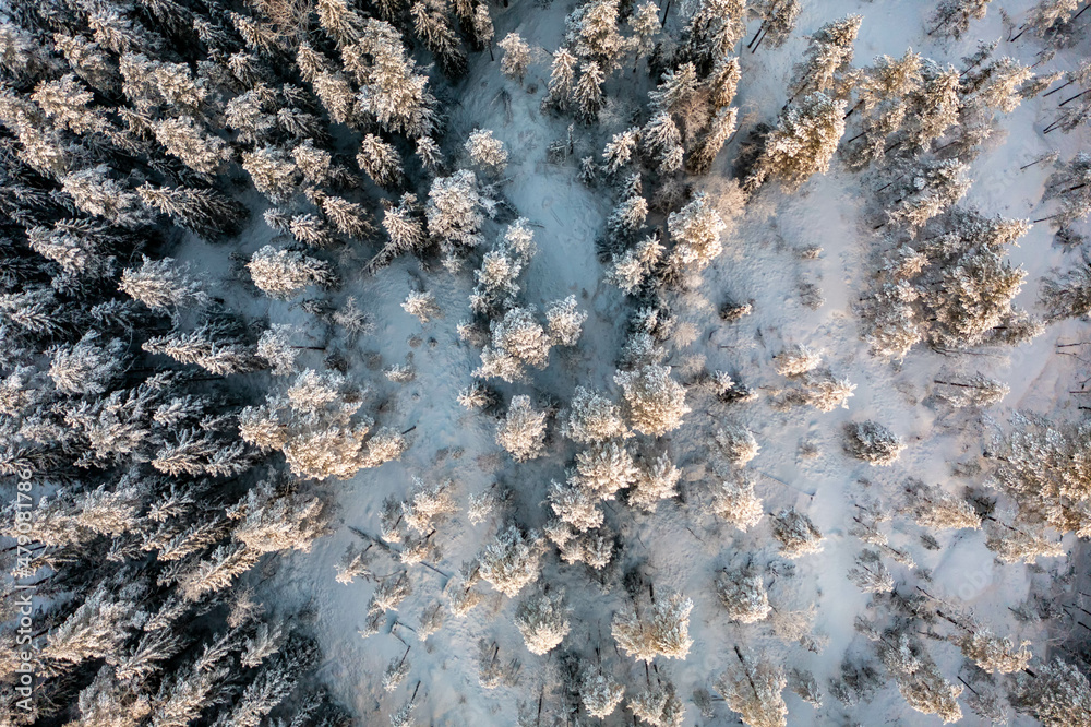 Frozen trees and forest during winter from drone perspective, Luukki Espoo, Vihti, Finland Frozen trees and forest during winter from drone perspective, Luukki Espoo, Vihti, Finland