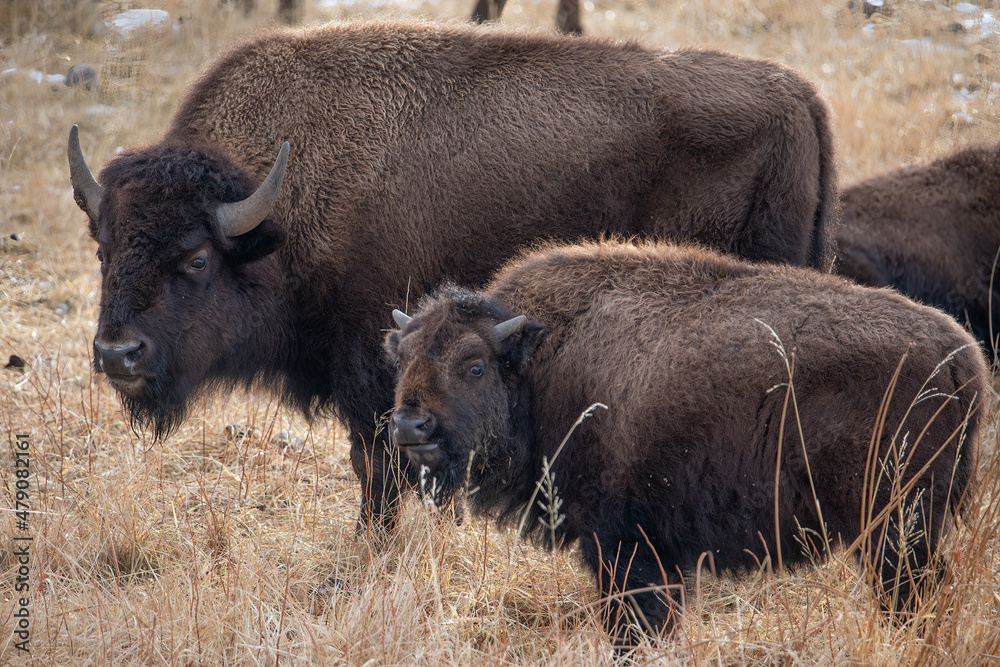 Yellowstone National Park Bison cow with yearling Yellowstone National Park Bison cow with yearling