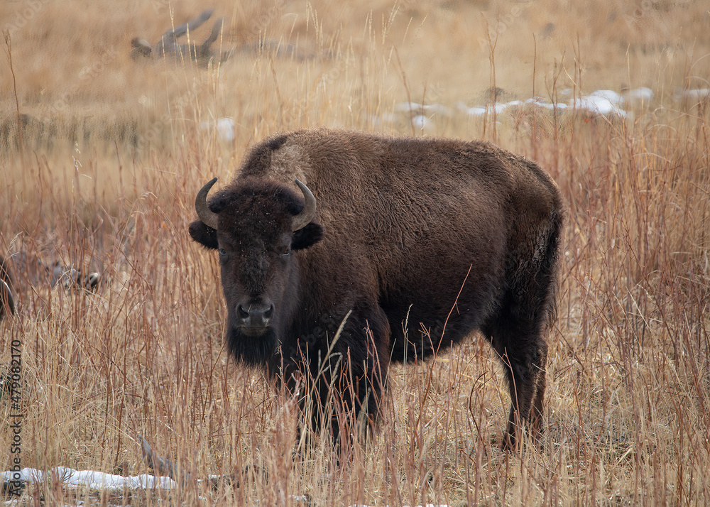 Yellowstone National Park Bison standing in a field