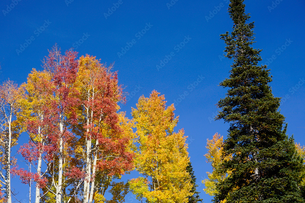 Aspens and Evergreens in the Fall against a blue sky.