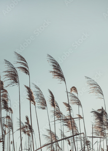 Photo Pampas grass in the sky, Abstract natural background of soft plants Cortaderia selloana moving in the wind