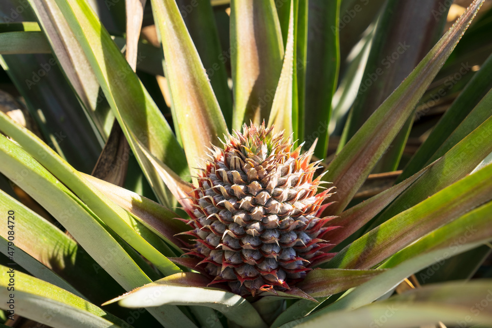 Baby pineapple growing on tree. Baby pineapple growing on tree.
