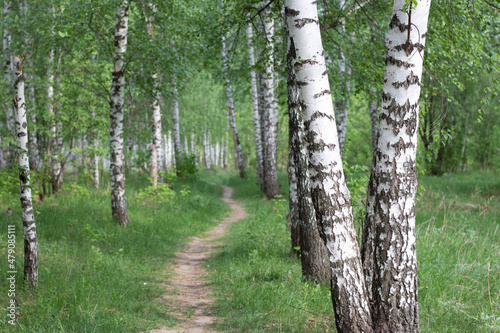 Fototapeta Naklejka Na Ścianę i Meble -  Forest landscape. Birch trees and path in the forest