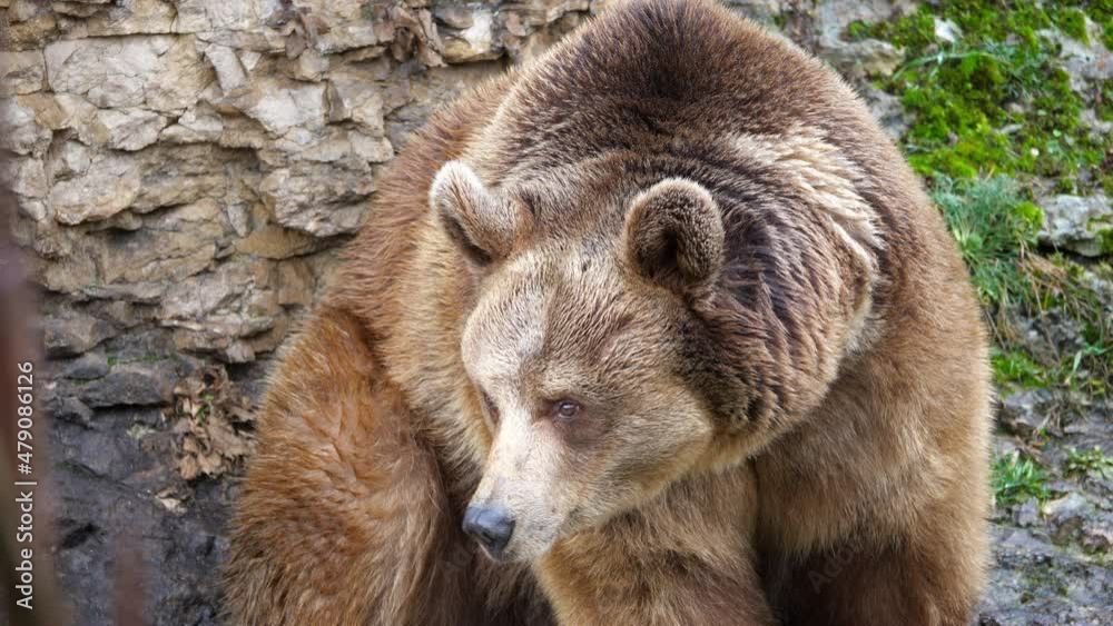 Brown bear in the highlands. Caucasus mountains