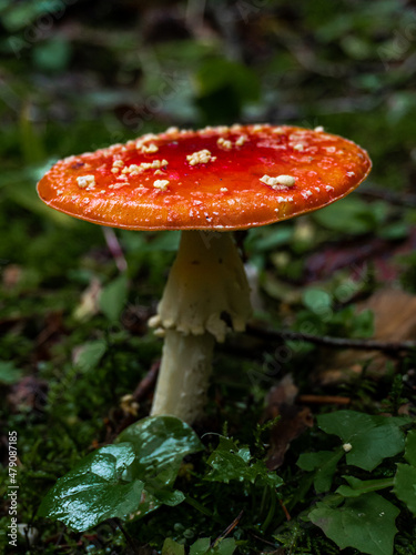 Big red mushroom in a dark wooden area with branches and grass around it