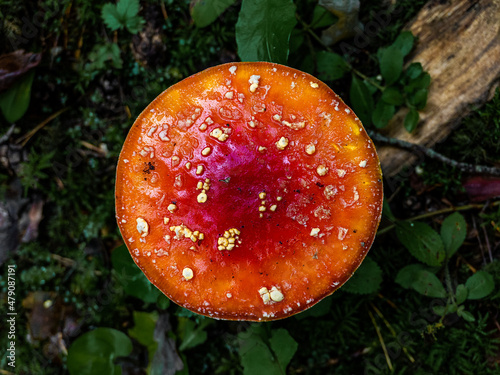 Round big red mushroom in a dark wooden area with branches and grass around it