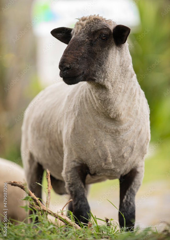 Fototapeta premium Sheep