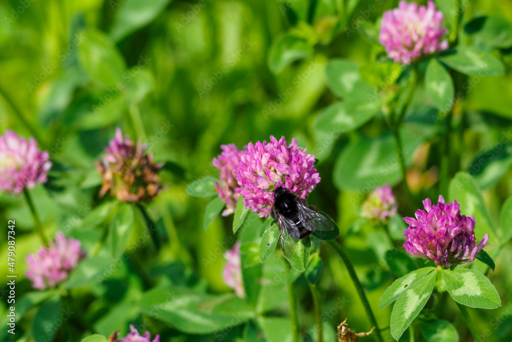 Black bumblebee pollinating clover sentences. Black bumblebee pollinating clover sentences.
